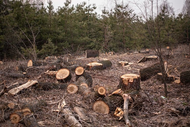 Sustaining Environment: Deforestation, Solutions and Circular Economy