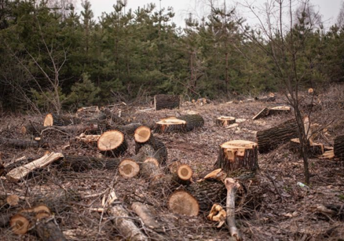 Sustaining Environment: Deforestation, Solutions and Circular Economy